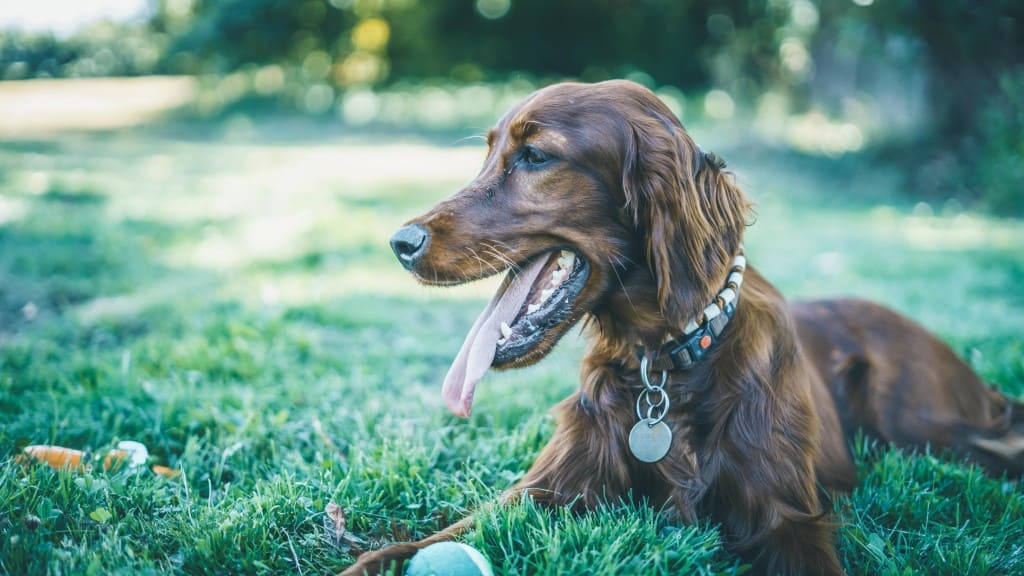 Collier ou pipette antipuce pour chien, que choisir ?