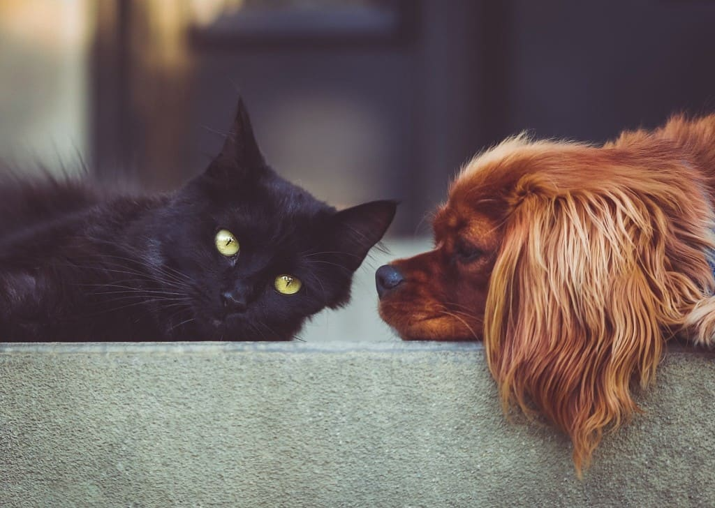 danger puces chien chat