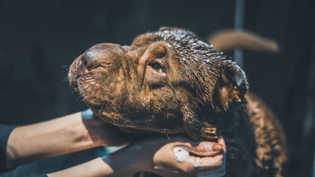 Donner le bain à mon chien