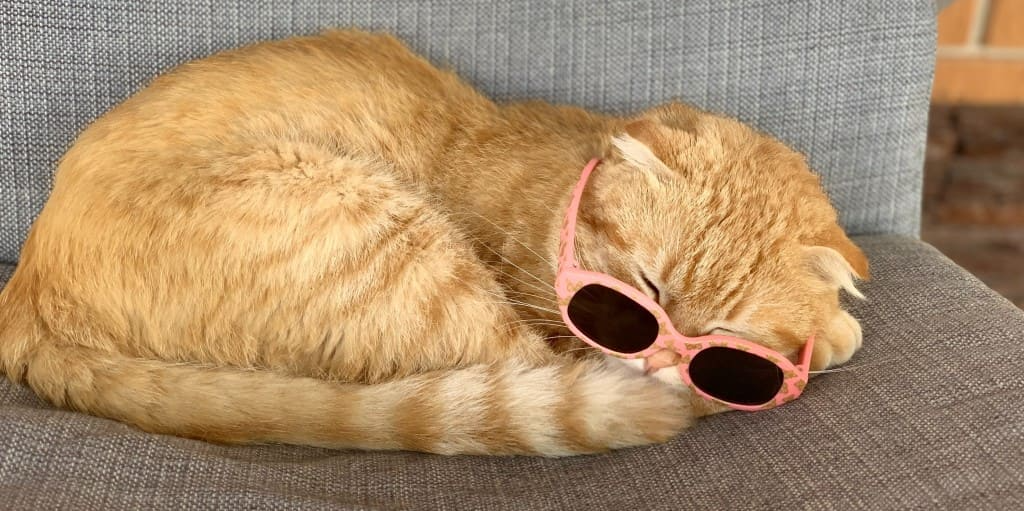 Comment voyager avec son chat ?