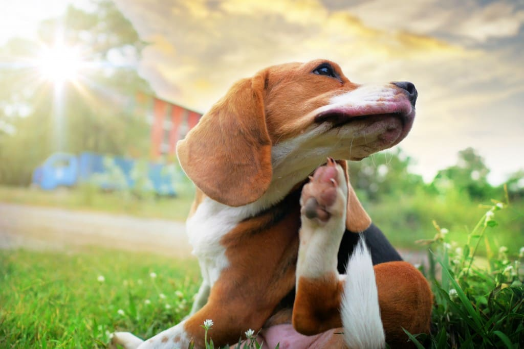Tiques chez le chien : 10 choses à savoir pour les éviter, les combattre