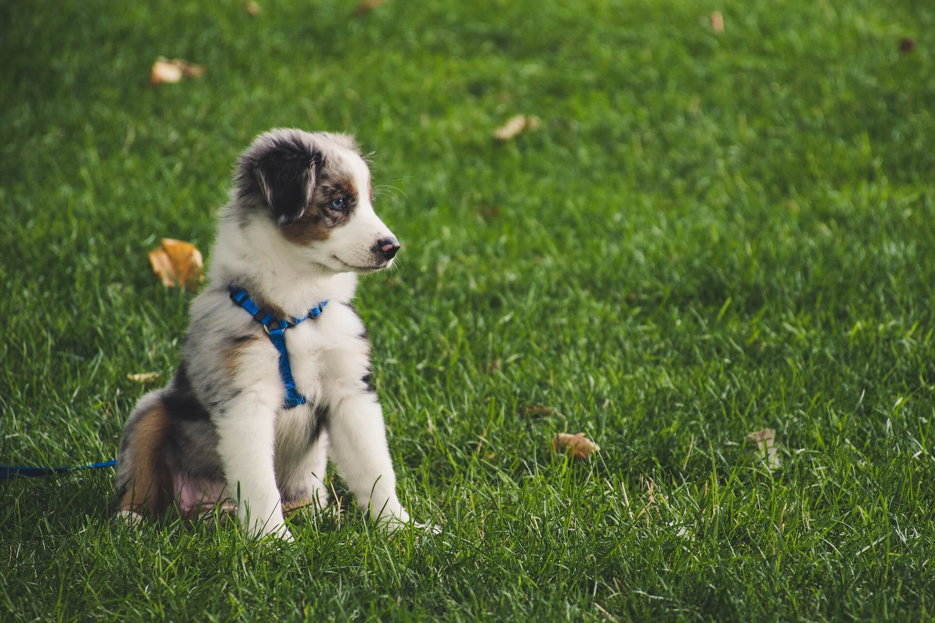 chiot joue exterieur