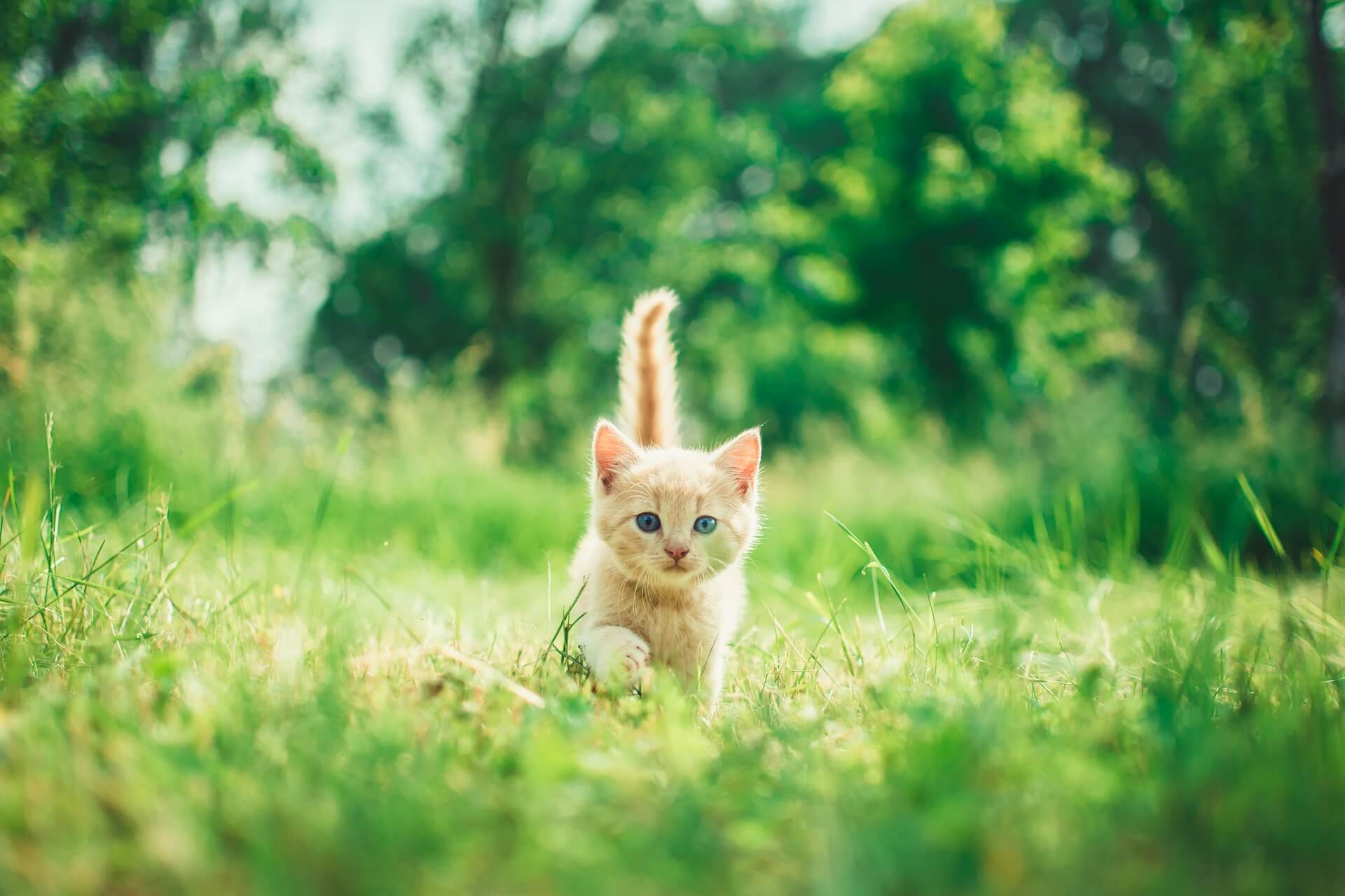 chat balade herbe