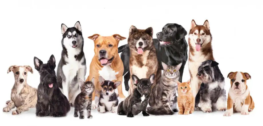 Journée Mondiale des Animaux