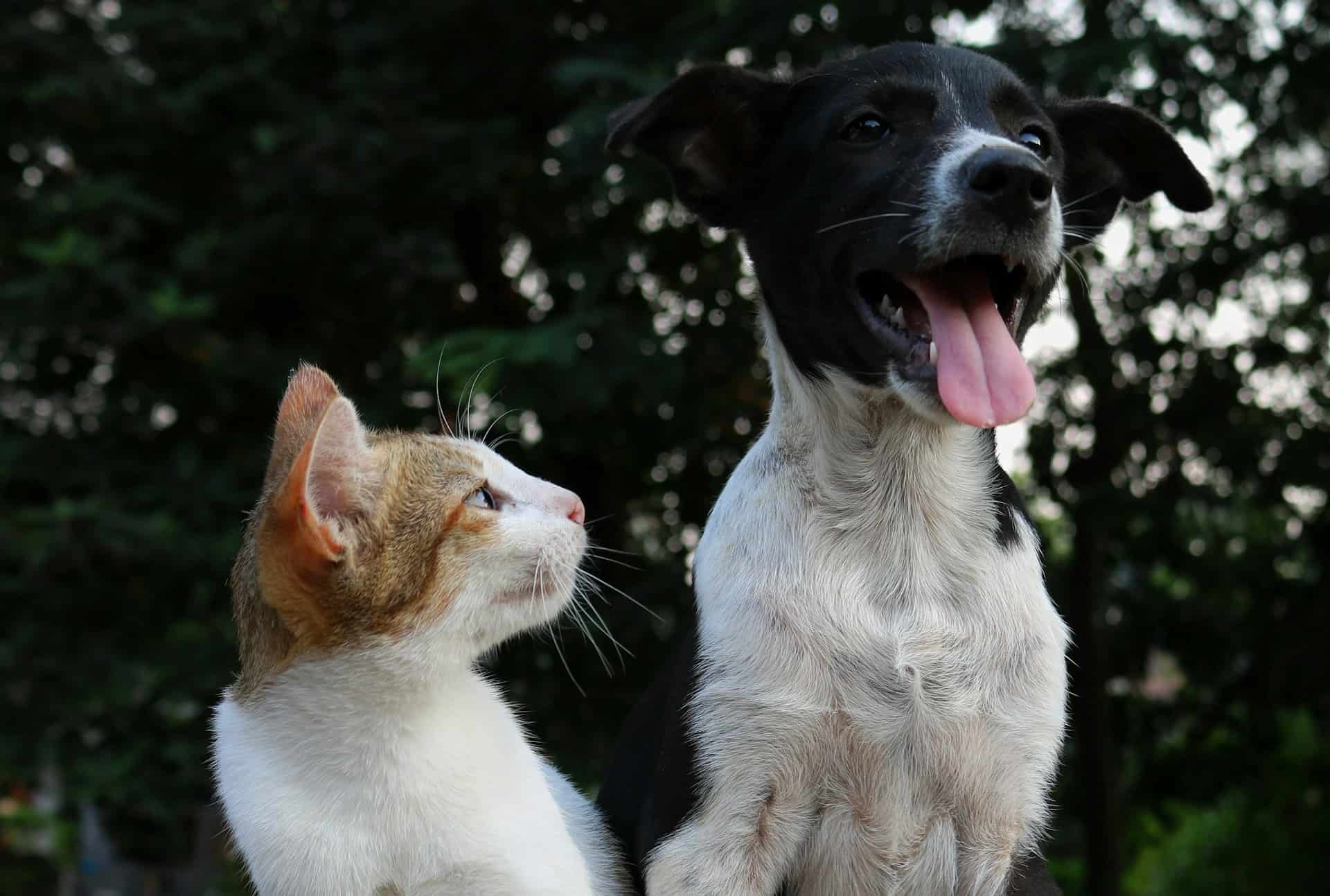 Tout savoir sur les aoûtats