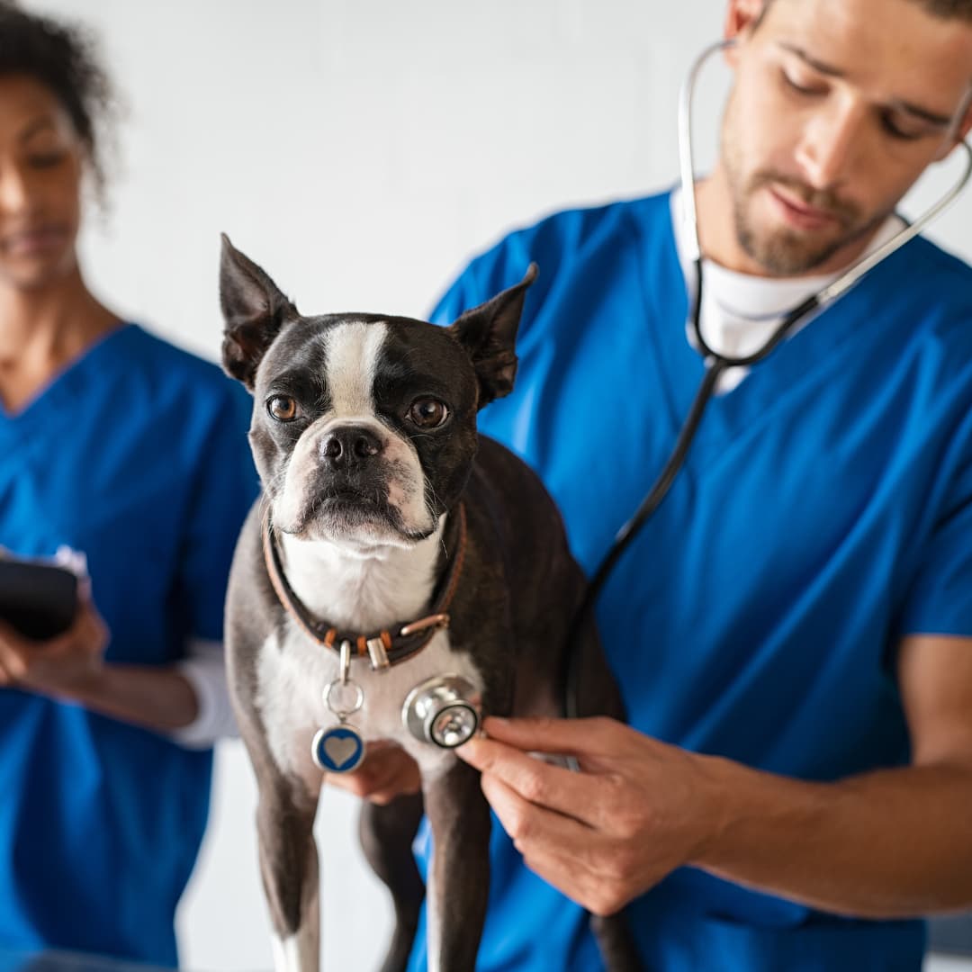 Top 3 des consultations vétérinaires chien et chat