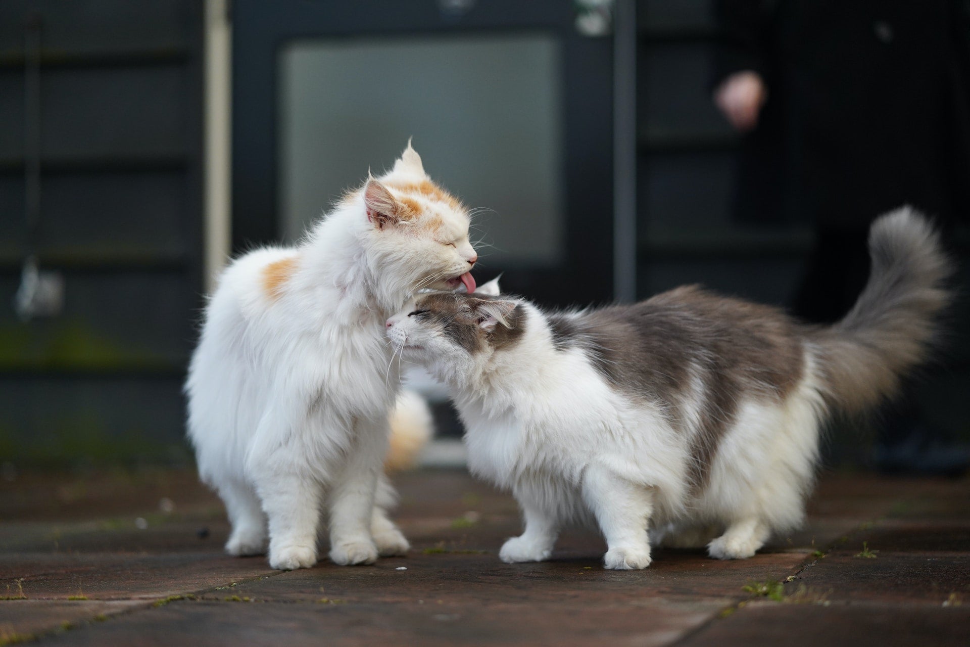 Chat mâle ou femelle : comment choisir ?