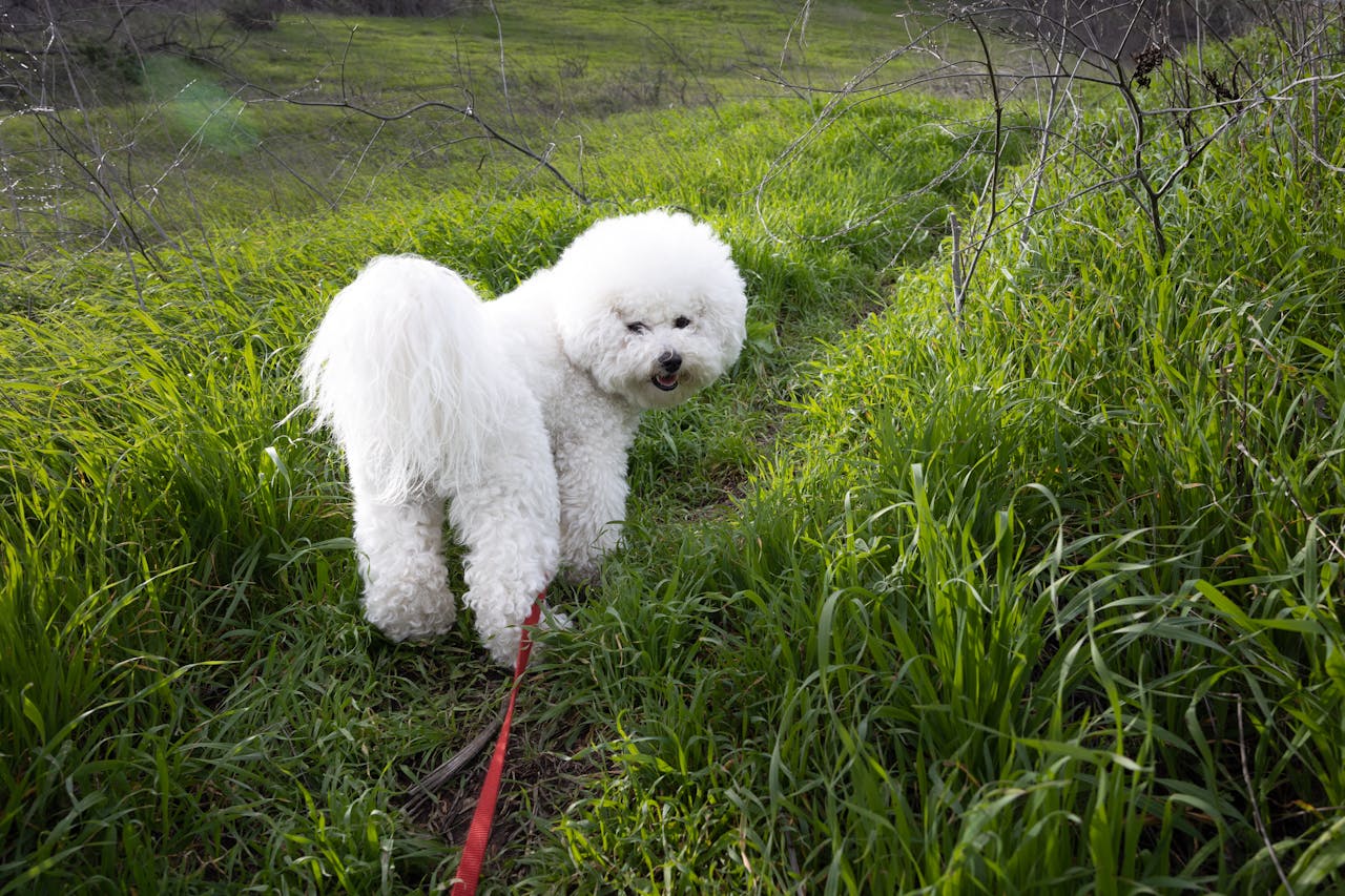 Le Bichon frisé