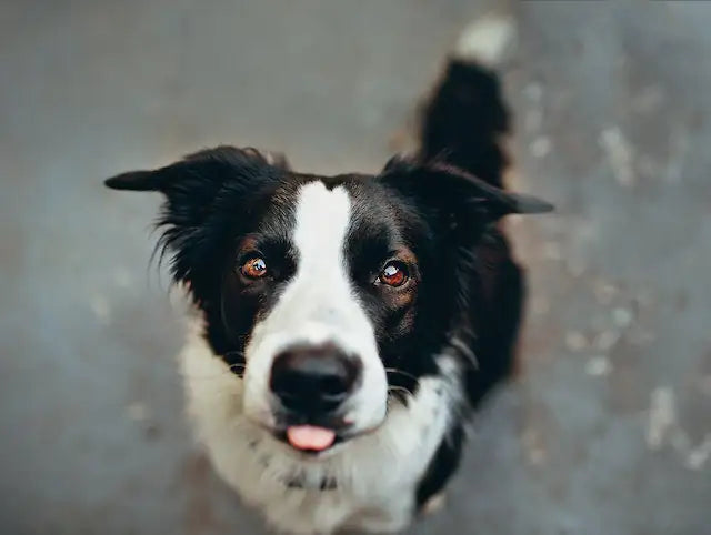 Top 10 des races de chiens les plus compatibles avec les chats