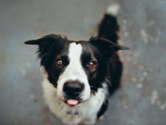 Top 10 des races de chiens les plus compatibles avec les chats