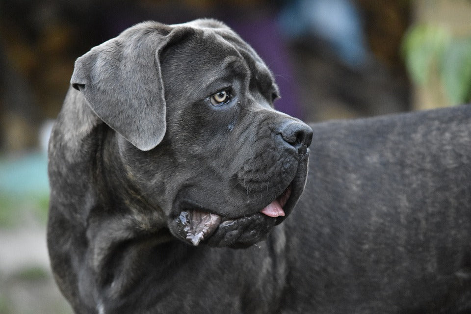 Cane corso