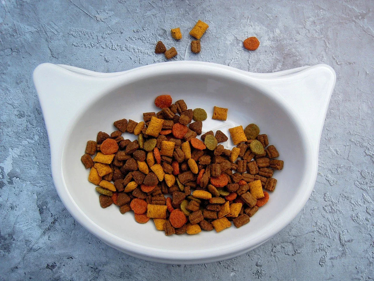 Nourrir son chat : conseils pour une bonne alimentation