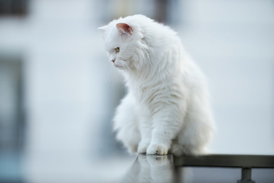 La pelade du chat