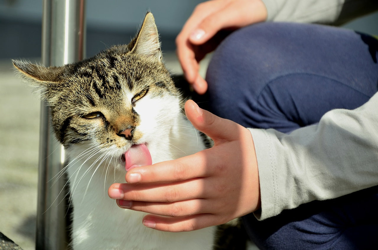 pourquoi mon chat me leche
