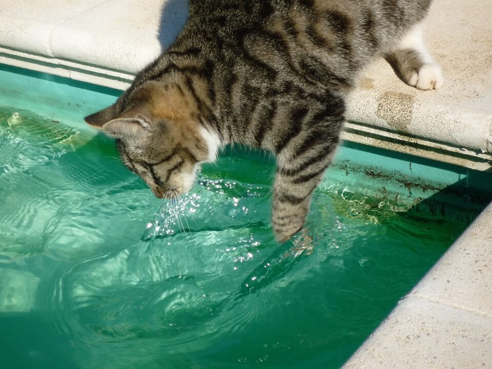 chat touche eau