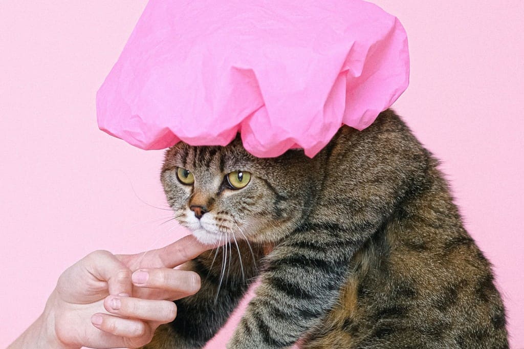 faut il laver son chat