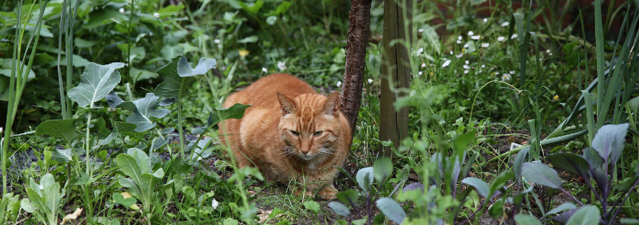 chat anti-puces et anti-tiques vetocanis