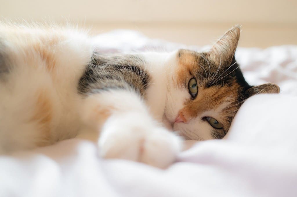 10 signes chat stressé