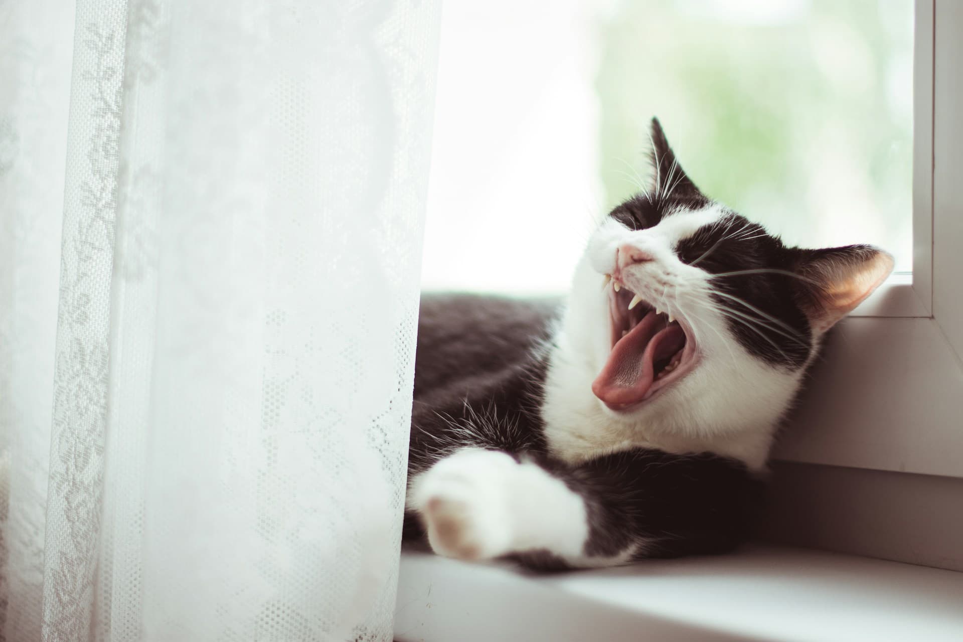Mauvaise haleine chez le chat : causes et solutions