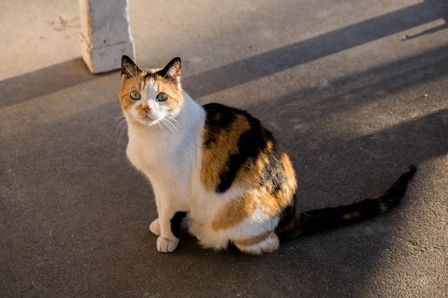 Chat calico : origines, soins, prix et vie quotidienne