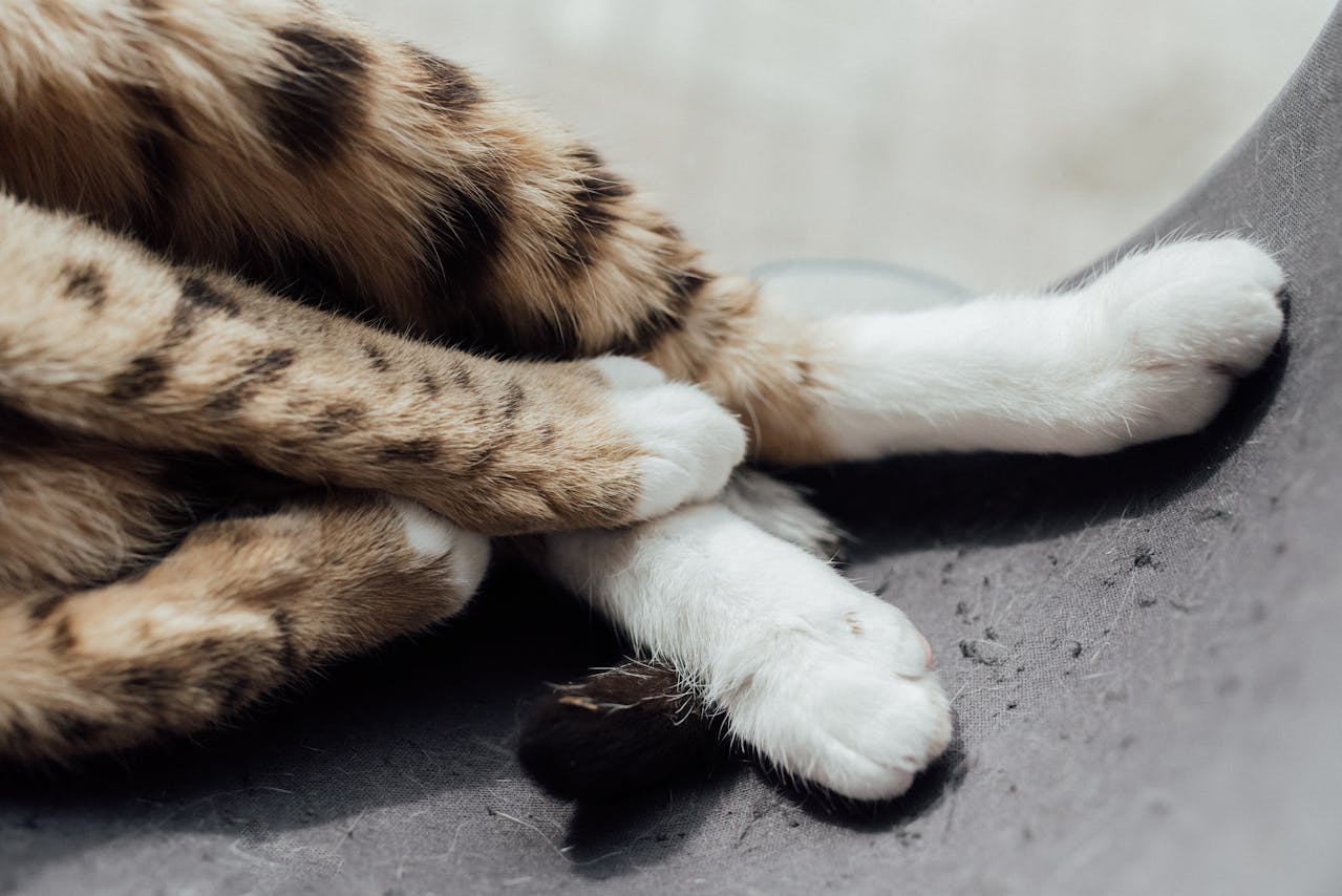 Couper les griffes de son chat