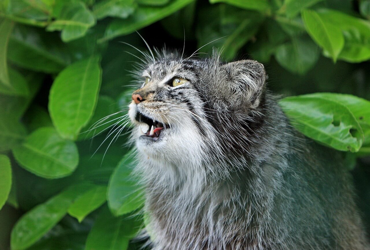 chat qui miaule
