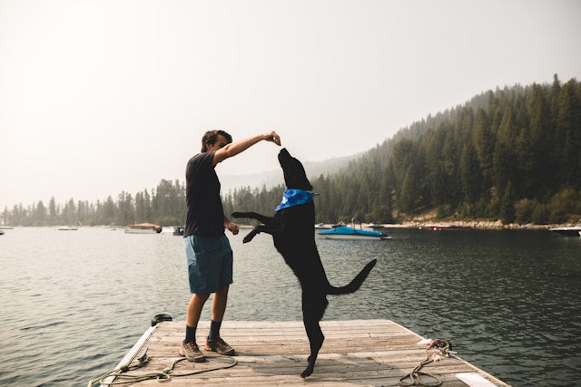 Guide pour choisir les friandises de son chien