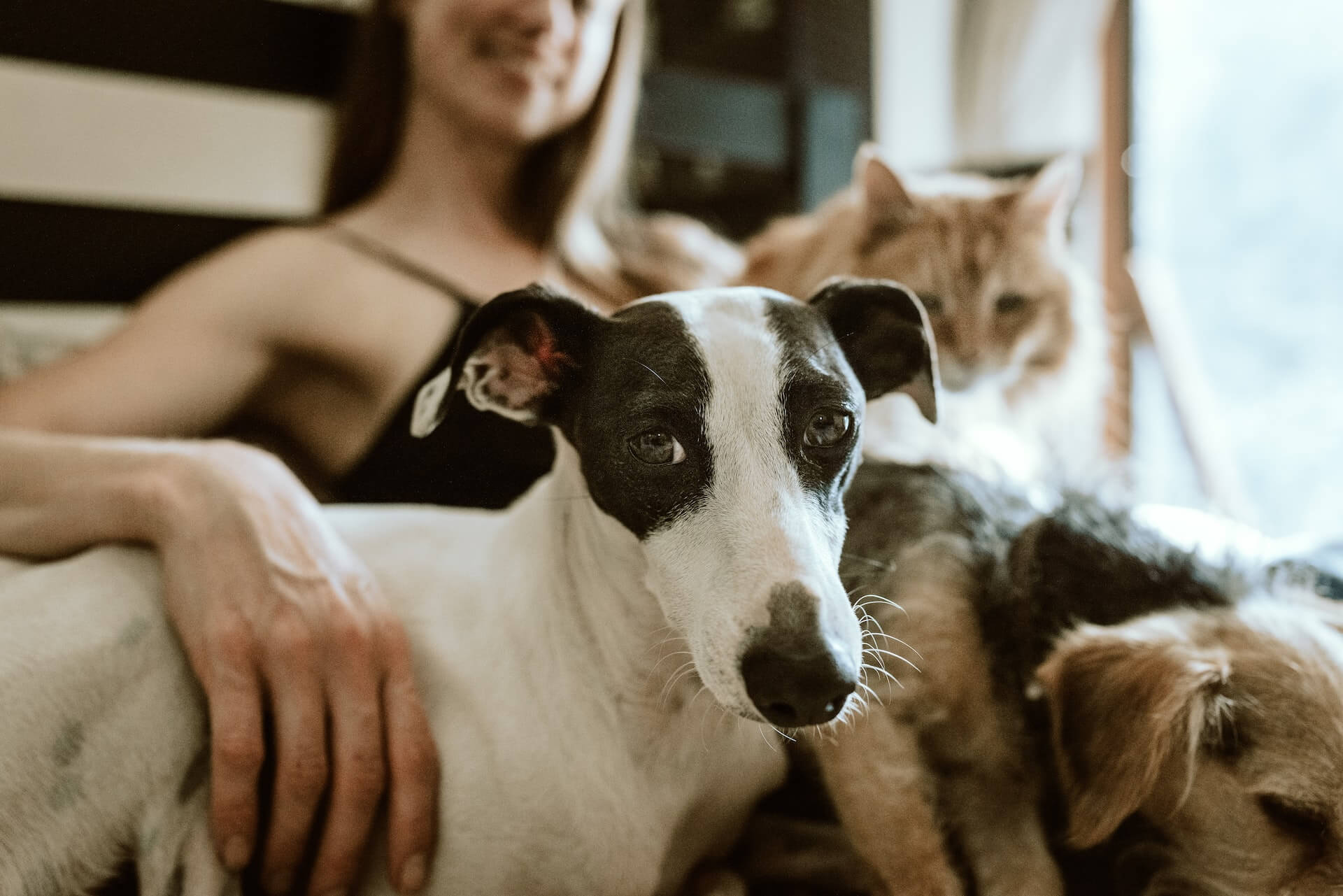 Maladie, accident, prévention : les bienfaits de l’assurance santé animale