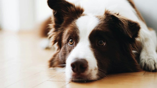 L’arthrose chez le chien : les signes et les traitements