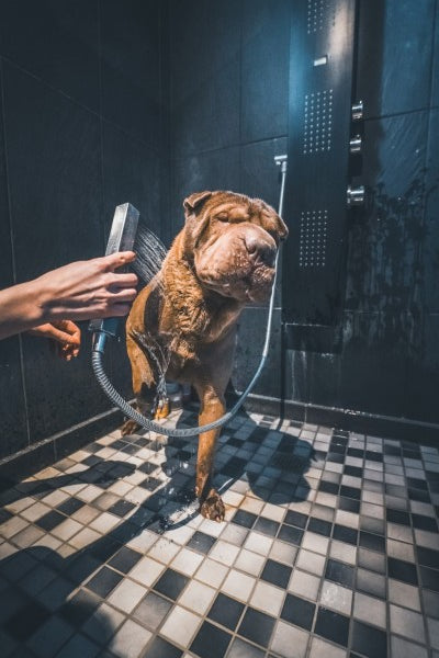 Chien douche