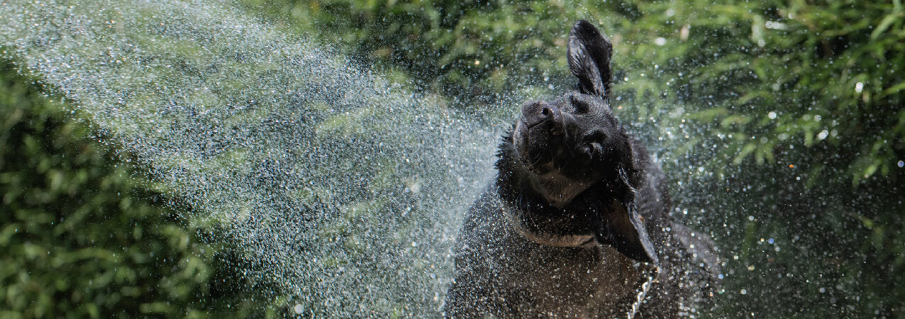 chien bain vetocanis