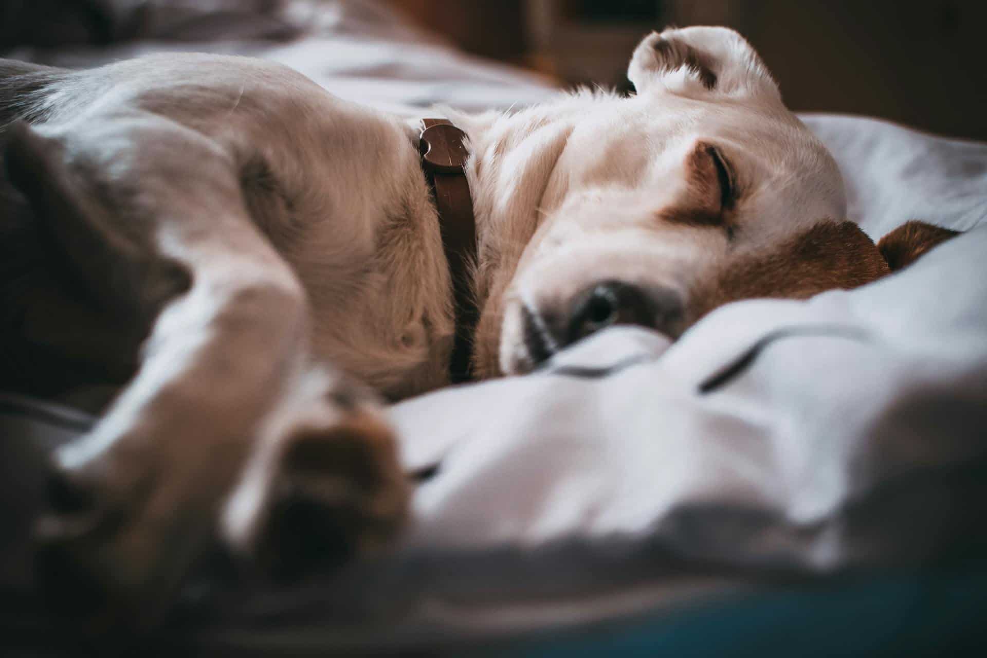 Mon chien a de la fièvre : causes et solutions