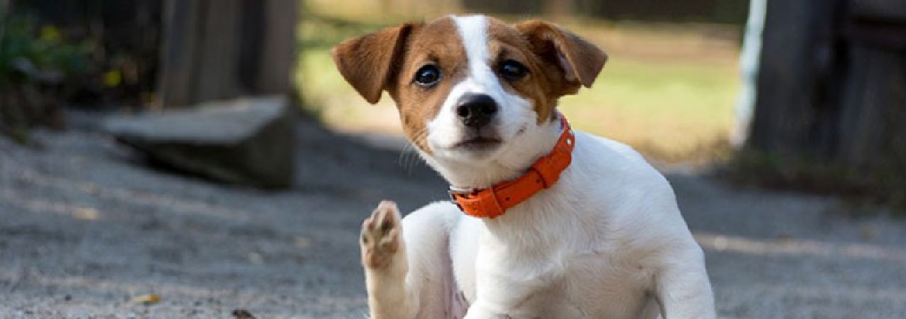 chien puces vetocanis