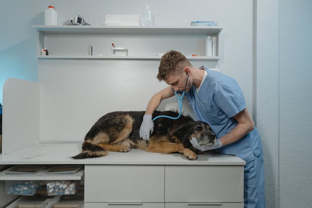 Vaccins chez le chien