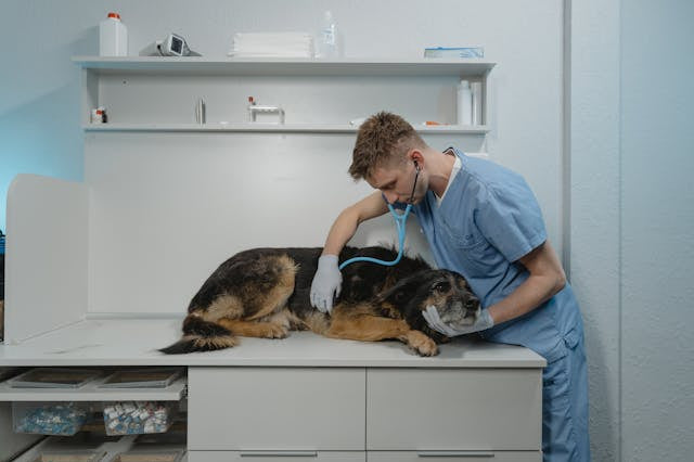 Vaccins chez le chien