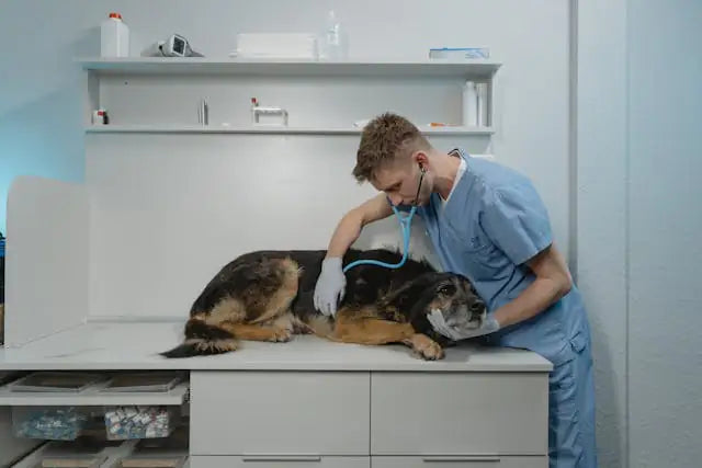 Vaccins chez le chien