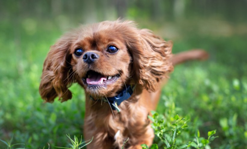 engagements vetocanis bien être animal