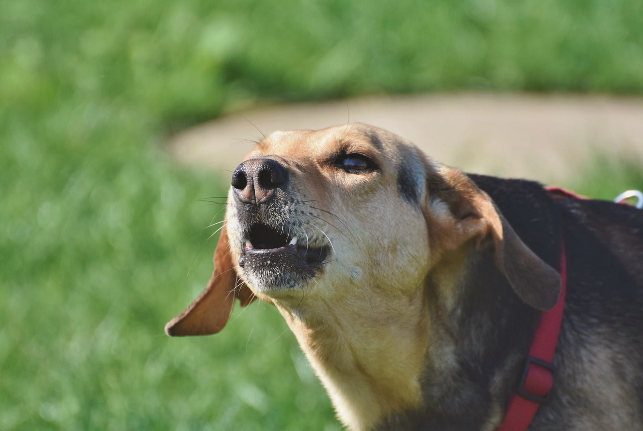 Chien qui aboie : que faire ?