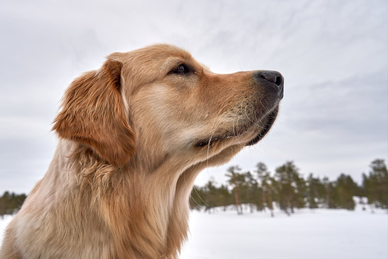 Pourquoi mon chien bave ?