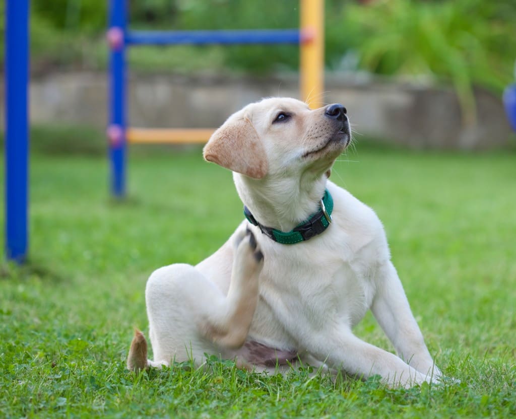 chien qui se gratte
