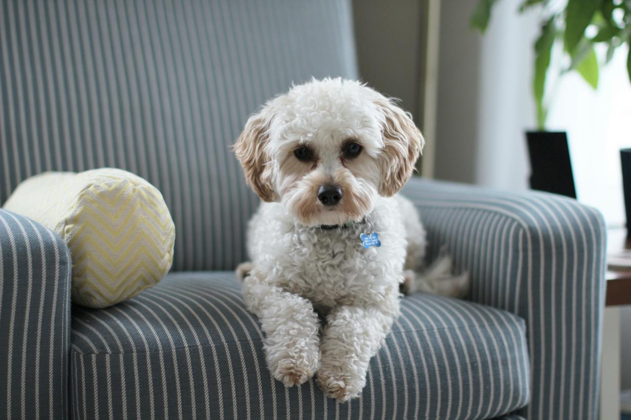 Pourquoi mon chien tousse : quelles causes ?