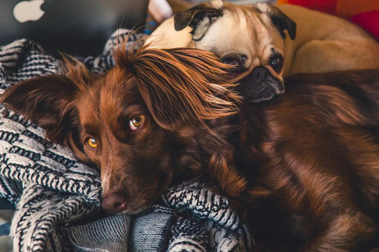Chaleurs chez la chienne