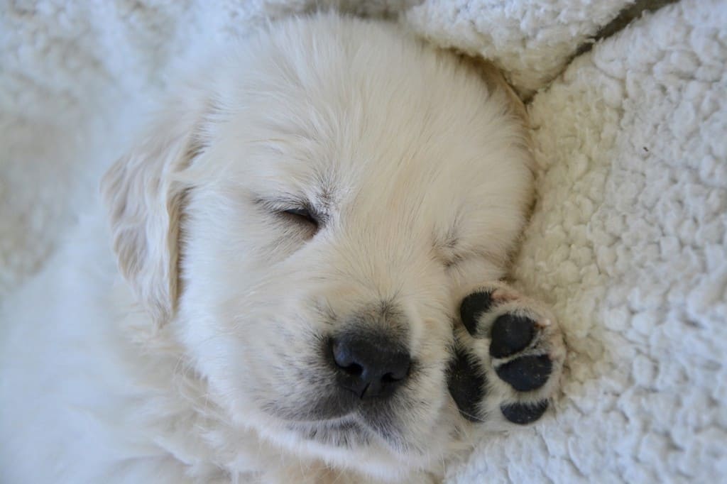 Entretenir les pattes de mon chien