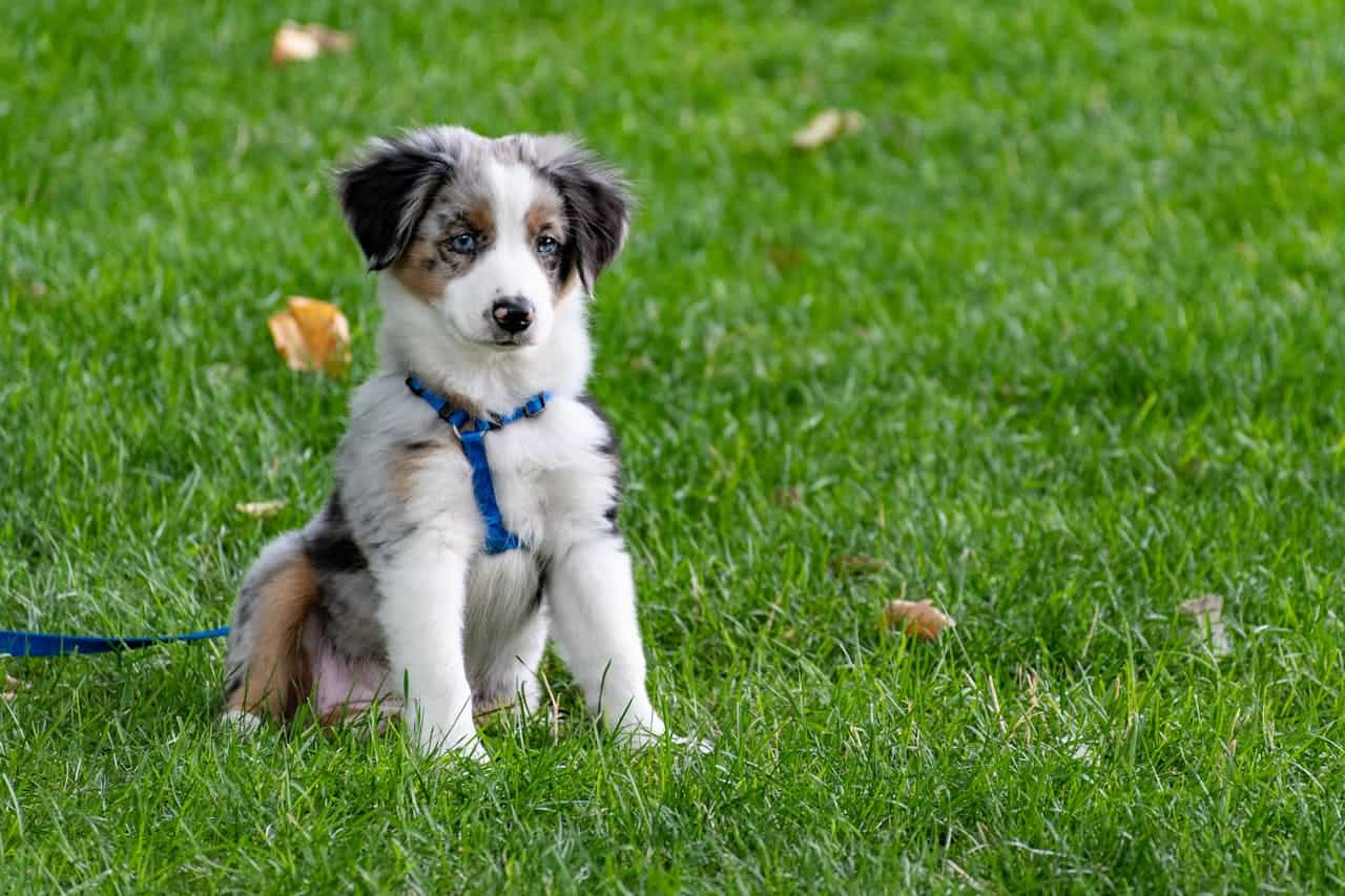 chiot sur herbe