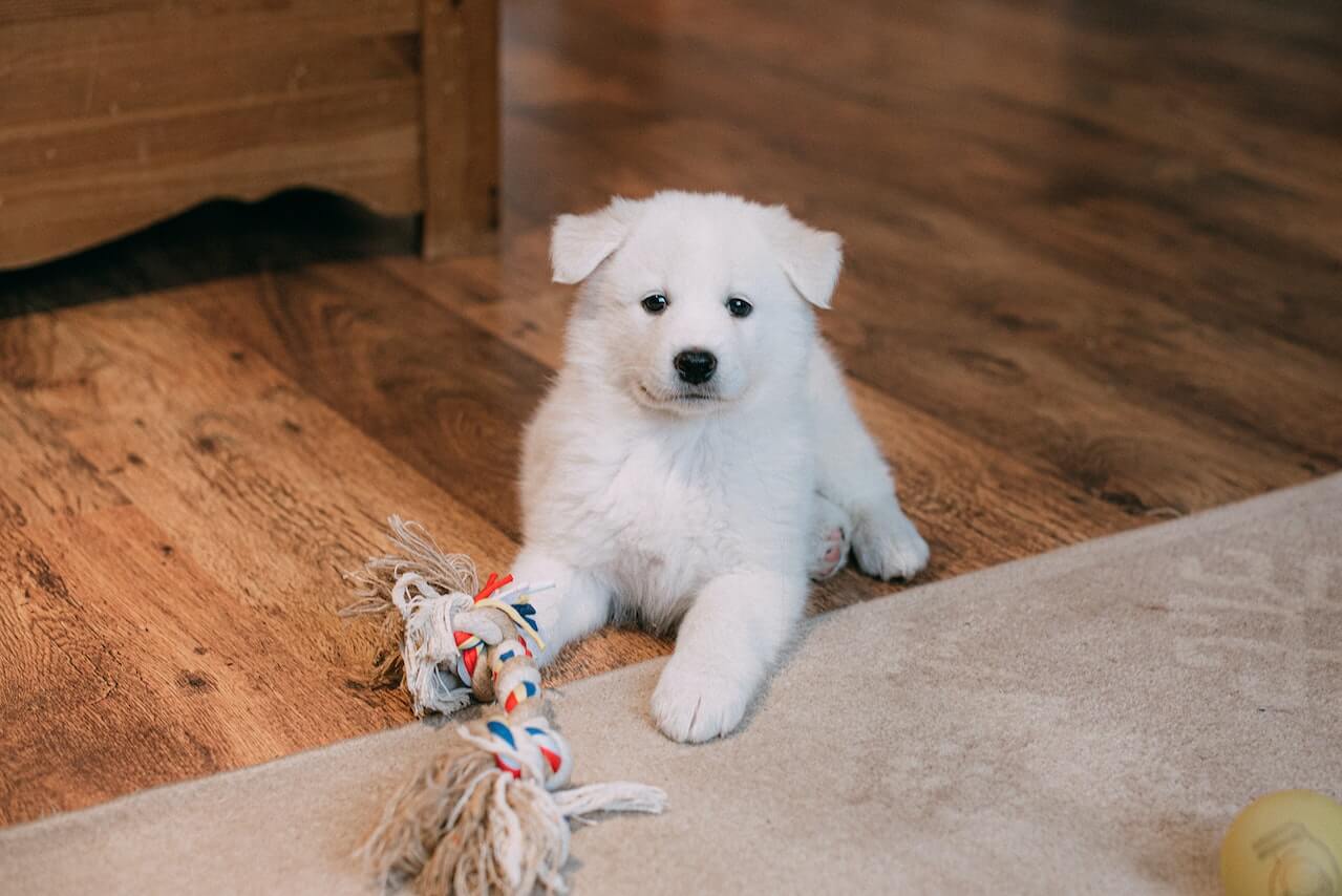 Vermifuge chiot, comment vermifuger un chiot
