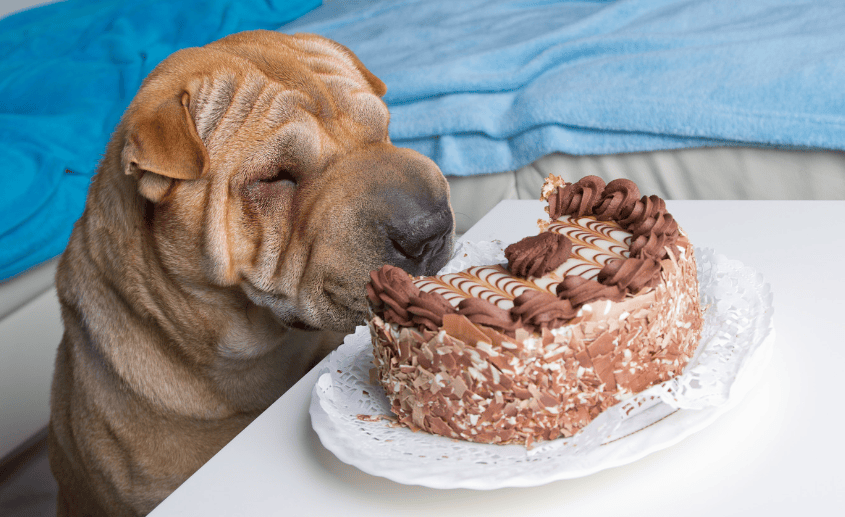 chien et chocolat attention danger