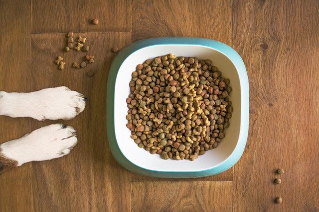 L'alimentation du chien : bien choisir sa nourriture