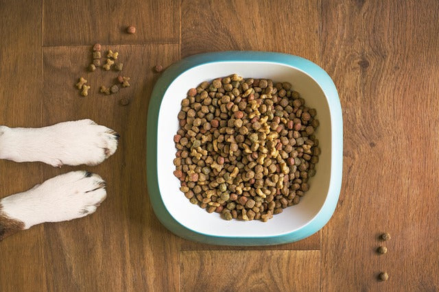 L'alimentation du chien : bien choisir sa nourriture