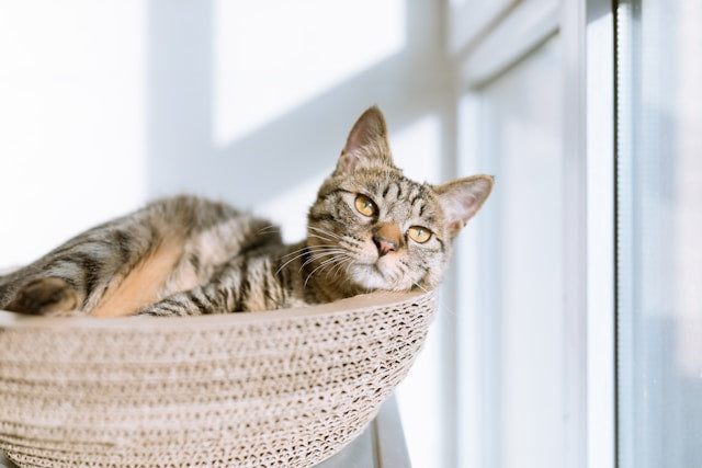 Quelle litière choisir pour son chat ?