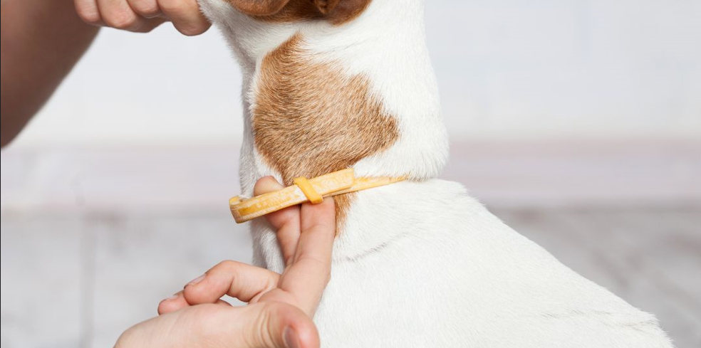 collier anti parasitaire chien avantages